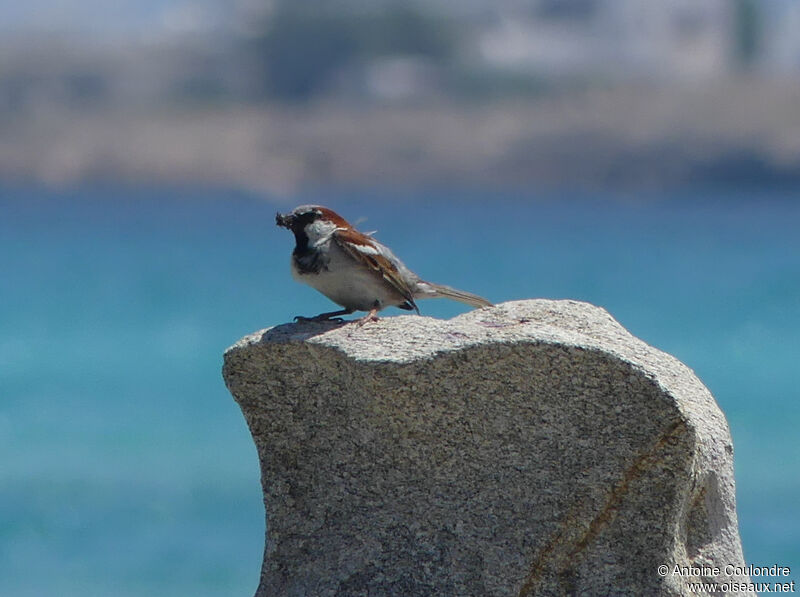 House Sparrow male adult