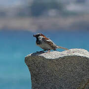 House Sparrow