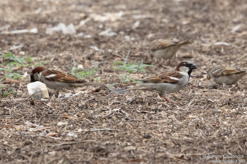 House Sparrowadult