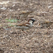 House Sparrow