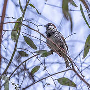 Spanish Sparrow