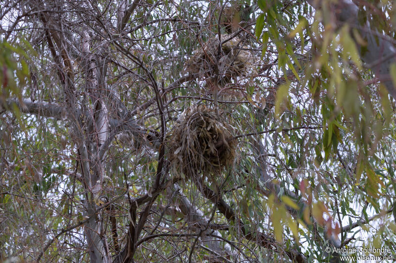 Spanish Sparrow, Reproduction-nesting