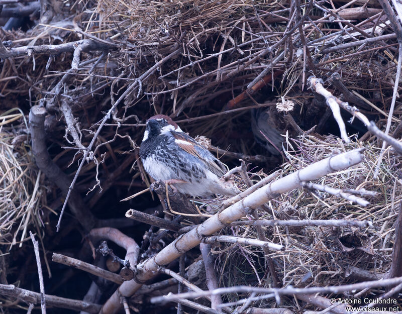 Moineau espagnol mâle adulte