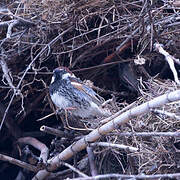 Spanish Sparrow