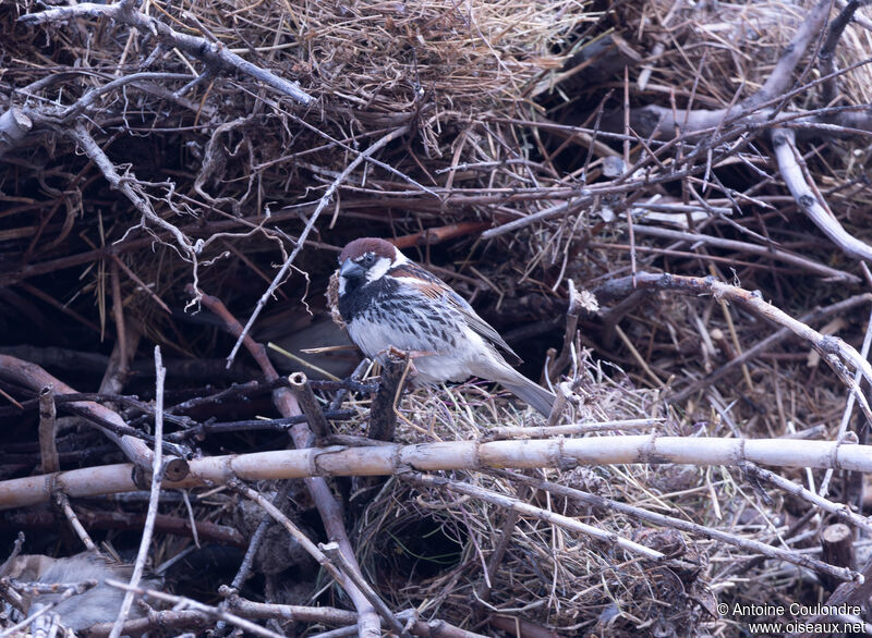 Moineau espagnol mâle adulte