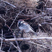 Spanish Sparrow