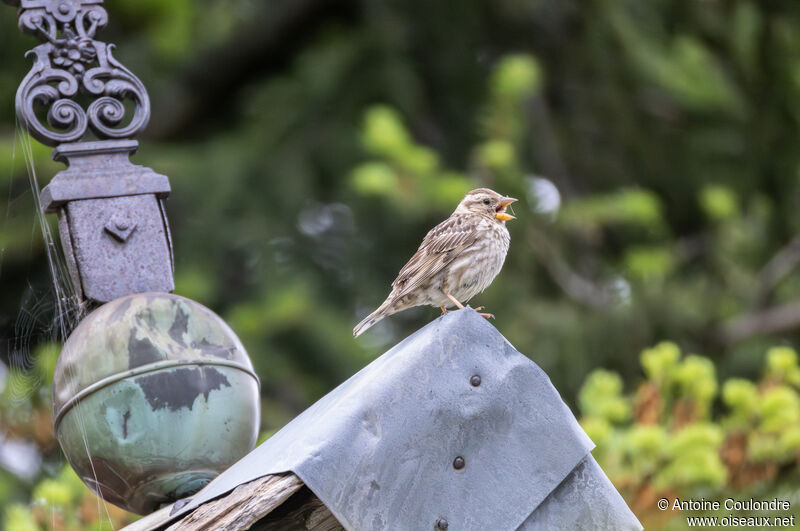 Rock Sparrow male adult breeding, song