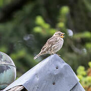 Rock Sparrow