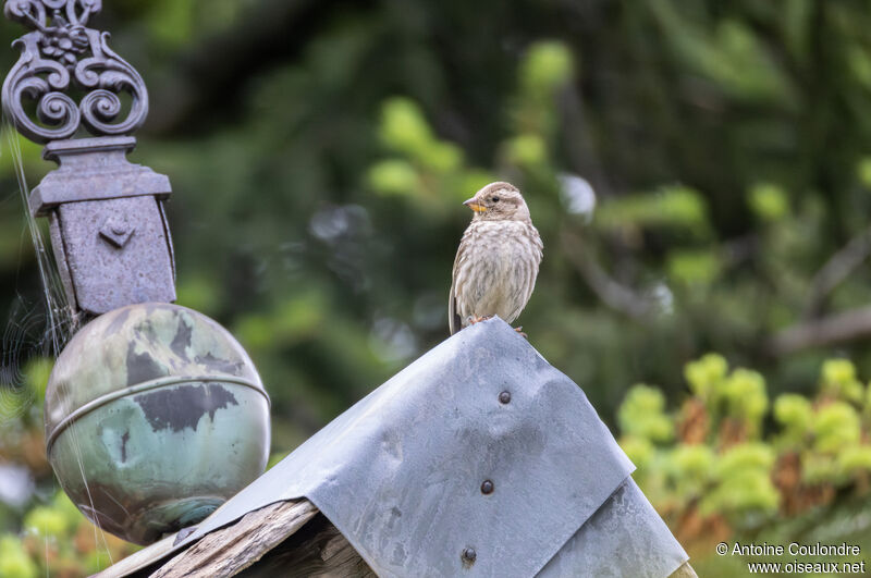 Moineau soulcie mâle adulte nuptial