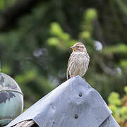 Rock Sparrow