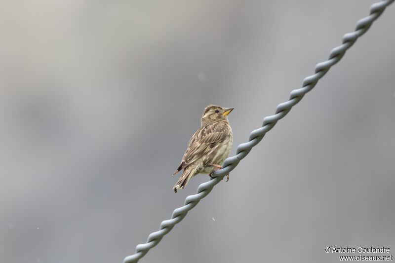 Rock Sparrowadult breeding