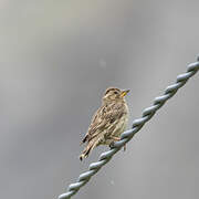 Rock Sparrow