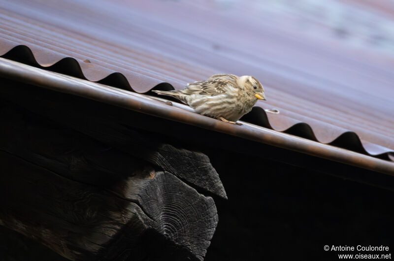 Rock Sparrowadult breeding