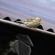 Rock Sparrow