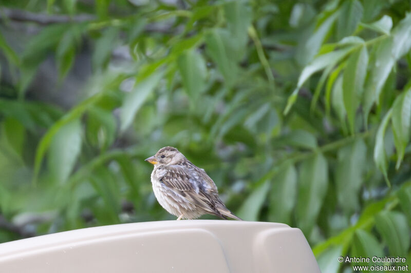 Rock Sparrowadult breeding