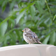 Rock Sparrow