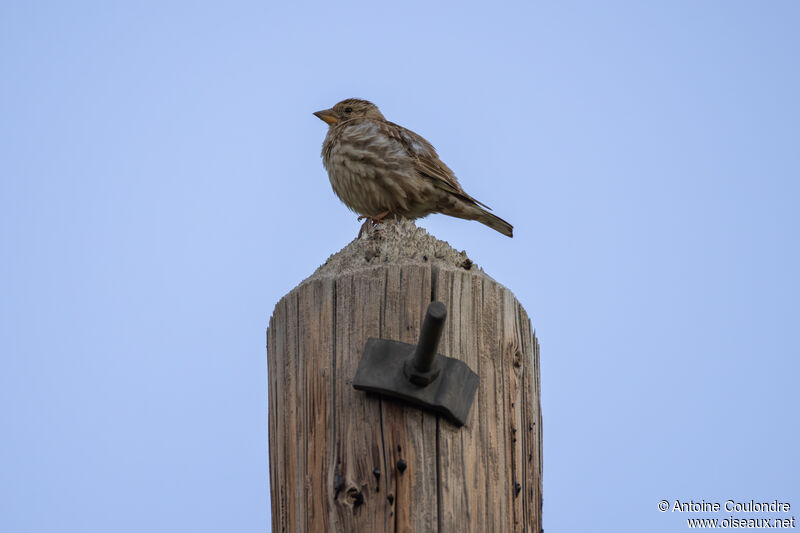 Rock Sparrowadult breeding