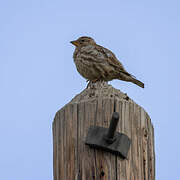 Rock Sparrow