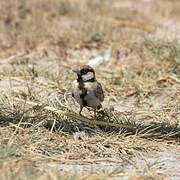 Fischer's Sparrow-Lark