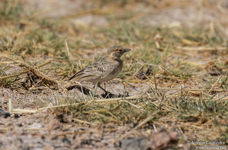 Fischer's Sparrow-Lark female adult