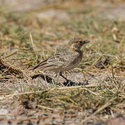 Fischer's Sparrow-Lark