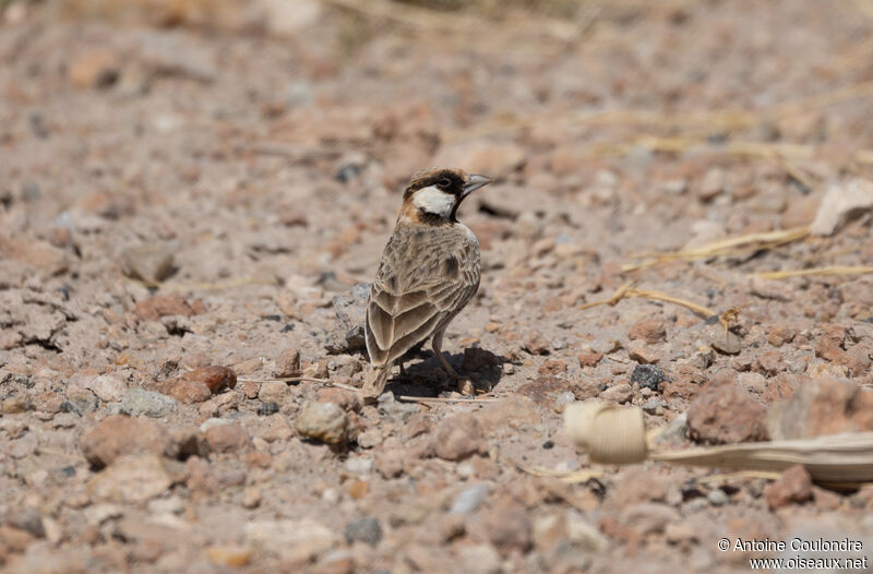 Fischer's Sparrow-Lark male adult