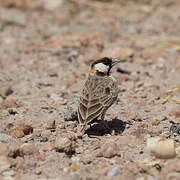 Fischer's Sparrow-Lark