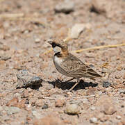 Fischer's Sparrow-Lark