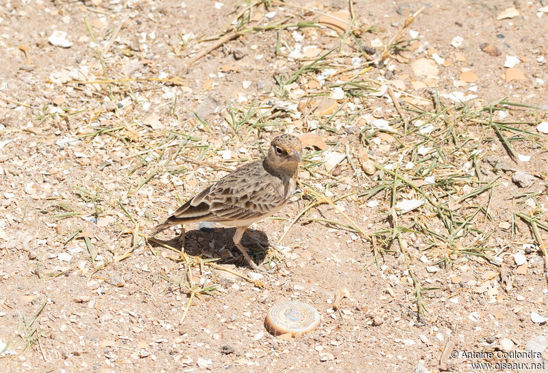 Fischer's Sparrow-Lark female adult