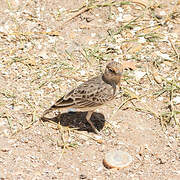 Fischer's Sparrow-Lark