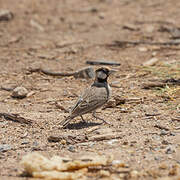 Fischer's Sparrow-Lark