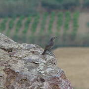 Blue Rock Thrush