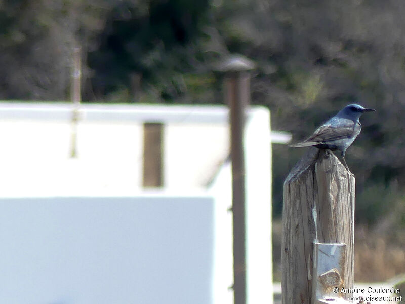 Blue Rock Thrush male adult breeding