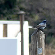 Blue Rock Thrush