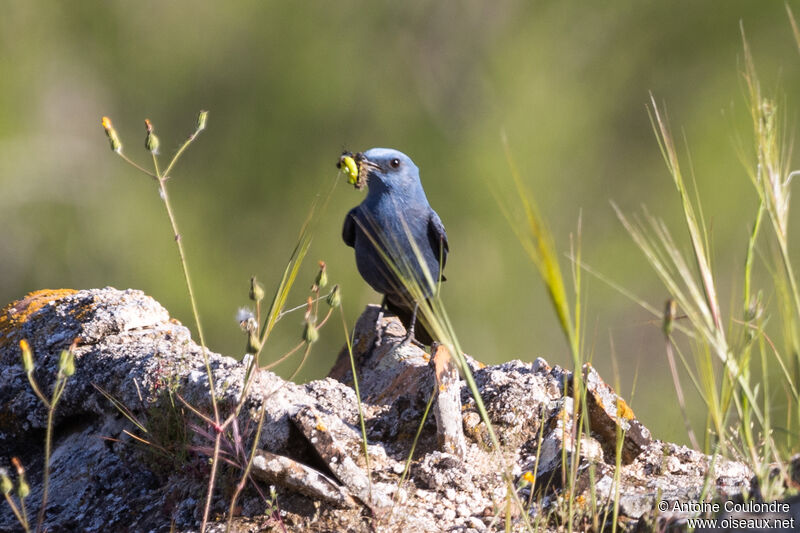 Blue Rock Thrush male adult breeding, fishing/hunting, Reproduction-nesting