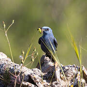 Blue Rock Thrush