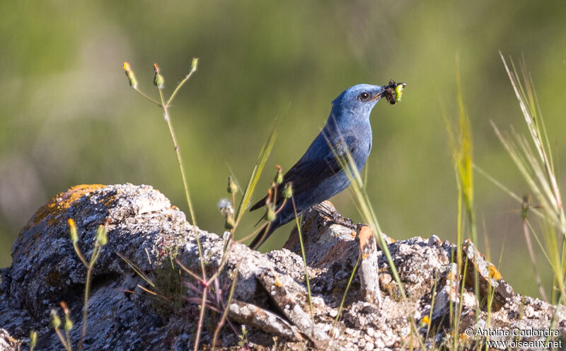 Blue Rock Thrush male adult breeding, fishing/hunting, Reproduction-nesting