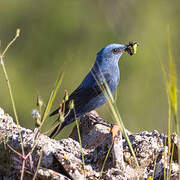 Blue Rock Thrush