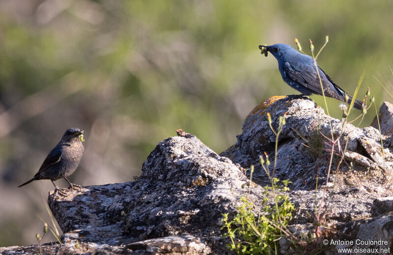 Blue Rock Thrushadult breeding, fishing/hunting, Reproduction-nesting