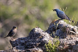 Blue Rock Thrush