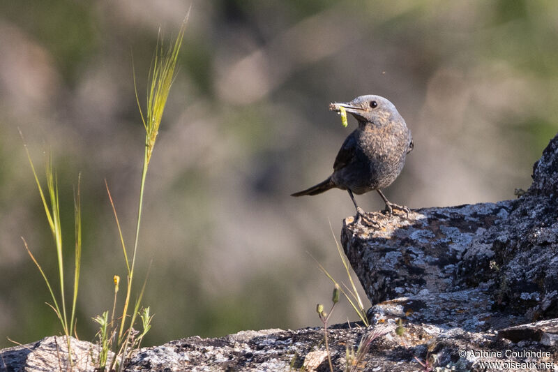 Blue Rock Thrush female adult breeding, fishing/hunting, Reproduction-nesting