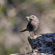 Blue Rock Thrush