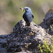 Blue Rock Thrush