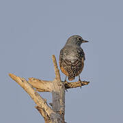 Common Rock Thrush