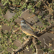 Common Rock Thrush