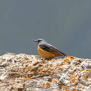 Common Rock Thrush