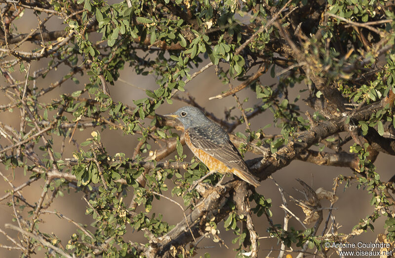 Common Rock Thrush male adult post breeding