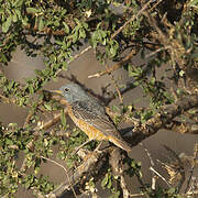 Common Rock Thrush