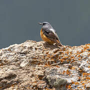 Common Rock Thrush