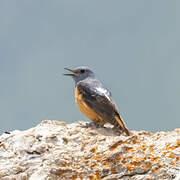 Common Rock Thrush